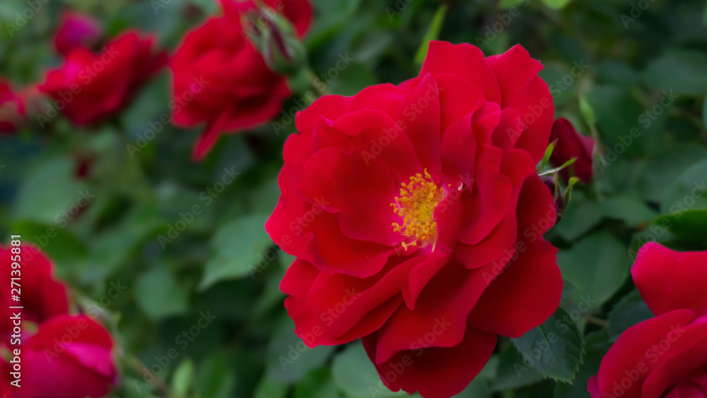 Rose red, close-up on a background of green leaves. Summer floral background, nature.