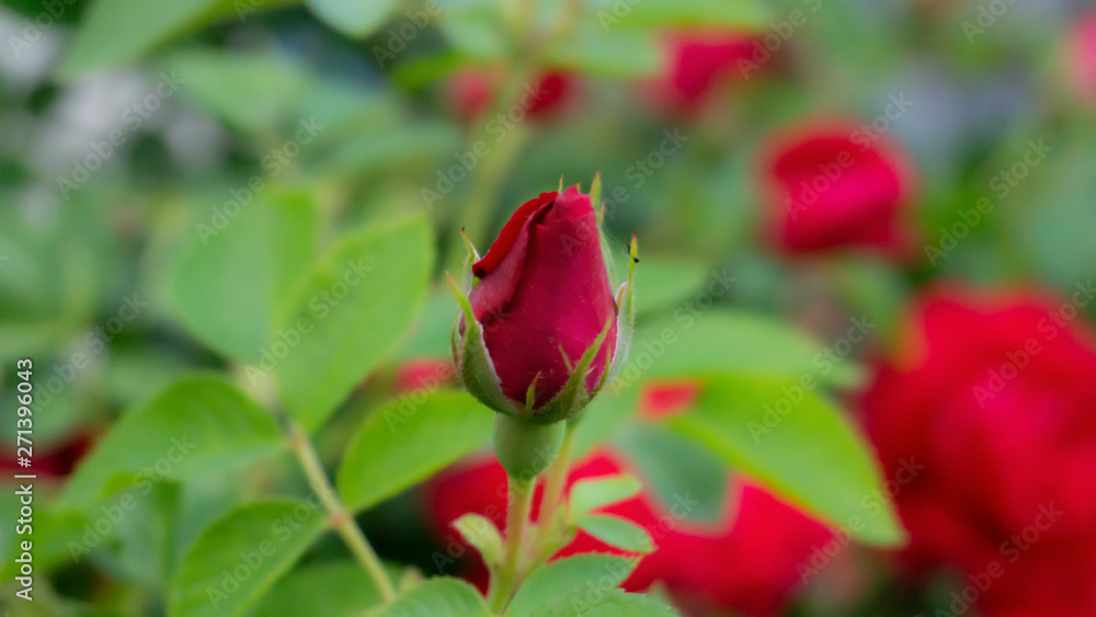 Rose red, close-up on a background of green leaves. Summer floral background, nature. Rose red, close-up on a background of green leaves. Summer floral background, nature.
