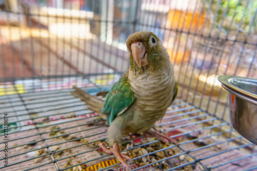 Green-cheeked parakeet or green-cheeked conure is cute pets. photo