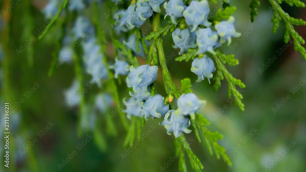 Green vegetative background, branch of coniferous wood cutting with fruits. Green bokeh Green vegetative background, branch of coniferous wood cutting with fruits. Green bokeh