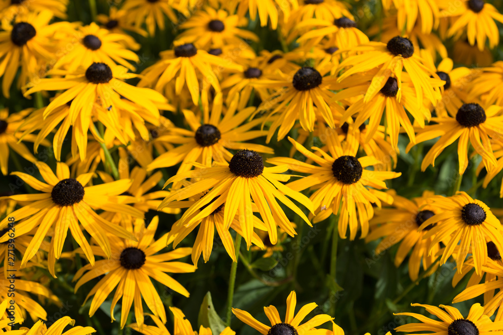 Shrubs of Rudbeckia blooms in the garden Shrubs of Rudbeckia blooms in the garden