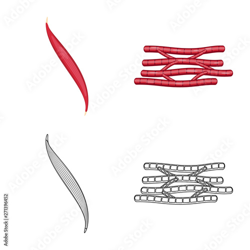 Vector design of fiber and muscular sign. Collection of fiber and body  stock vector illustration.