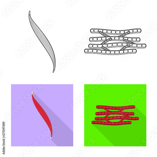 Vector illustration of fiber and muscular logo. Set of fiber and body  stock symbol for web.