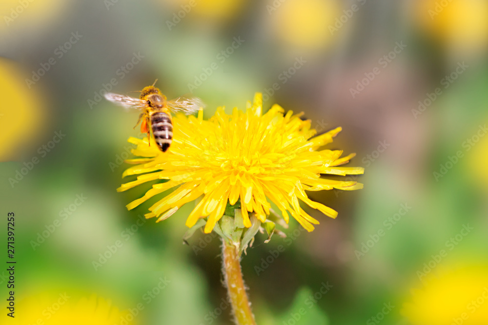 Honey bee collecting nectar from dandelion flower in the summer or spring time. Sunny day Honey bee collecting nectar from dandelion flower in the summer or spring time. Sunny day