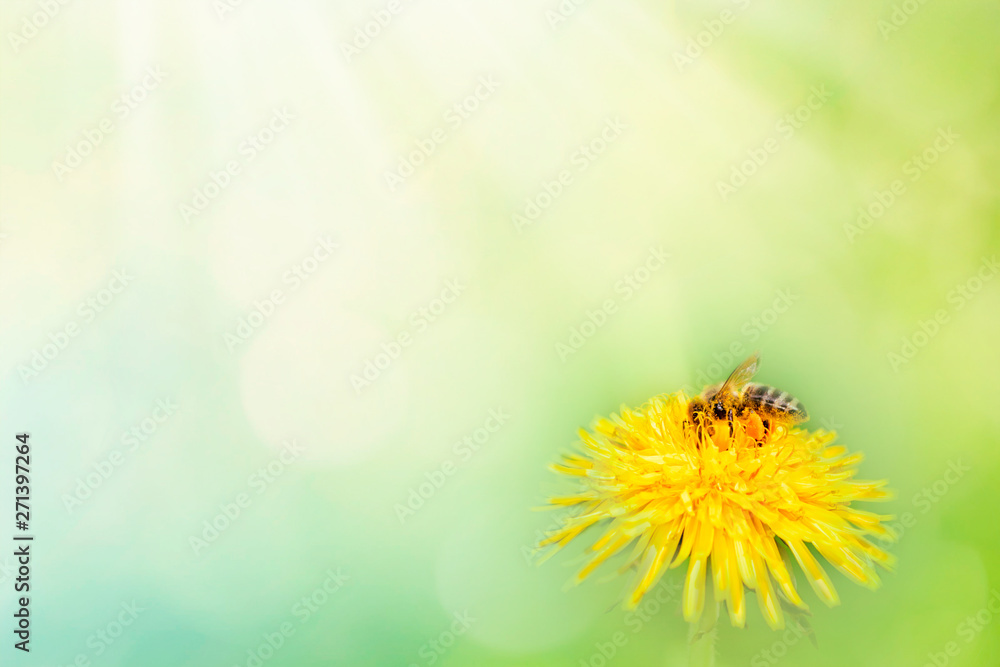 Beautiful dandelion flower on spring yellow meadow and flying bumblebee macro on soft blurry light green background. Concept hot summer in sunshine in nature. Space for text