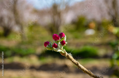 red flower blossom tree in spring