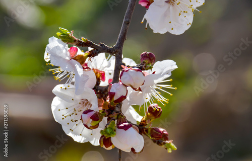 white blossom flowers of apple tree
