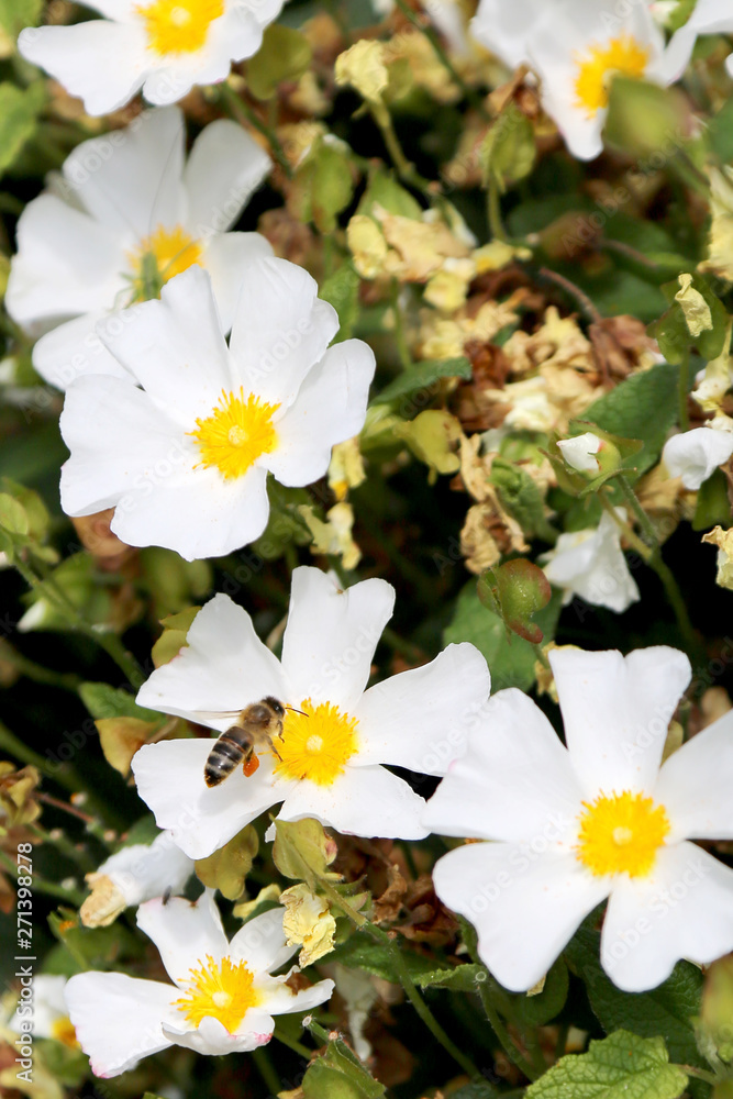 Obraz premium Blooming flower chamomile with leaves, living natural nature