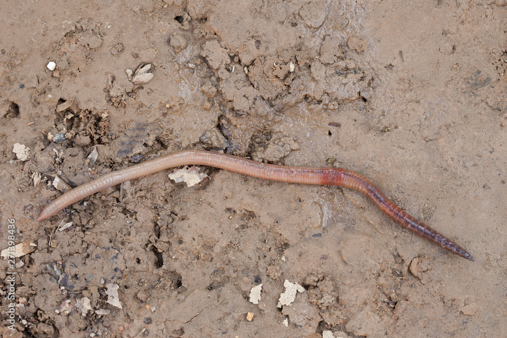 Breeding earthworms in the garden. Macro