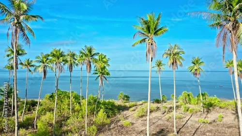 Wallpaper Mural A forest of palm trees on a sunny day Torontodigital.ca