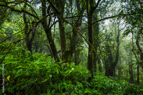 Tropical rain forest © songdech17