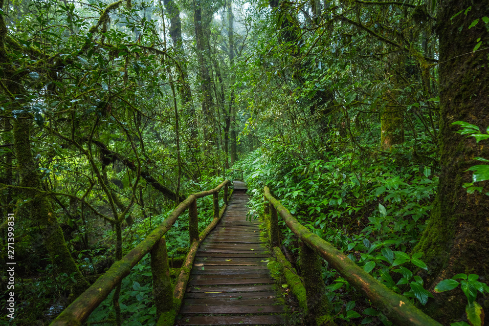 Wooden bridge walkway in to the rain forest Wooden bridge walkway in to the rain forest