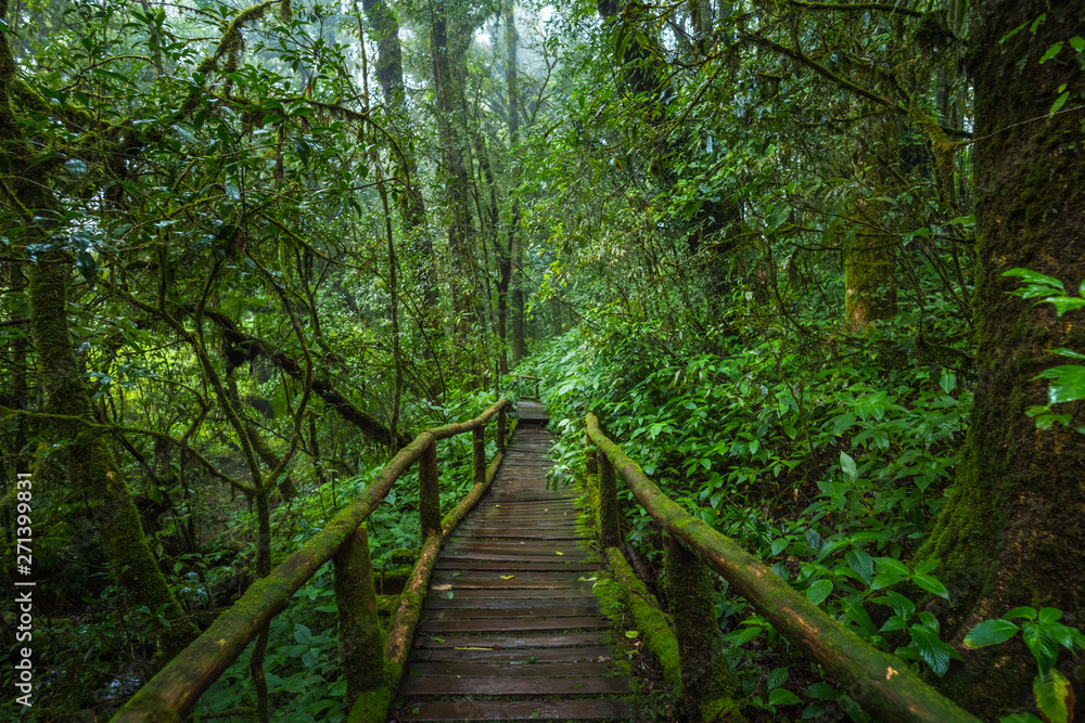 Wooden bridge walkway in to the rain forest