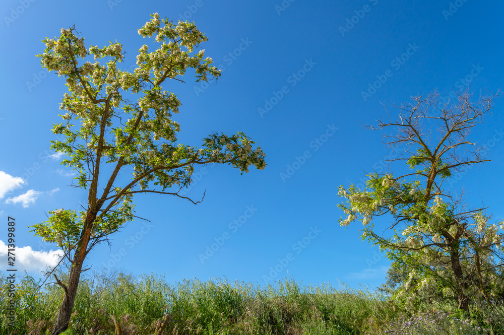 Silky Wisteria Tree in Bloom, Wisteria Brachybotrys, Nature