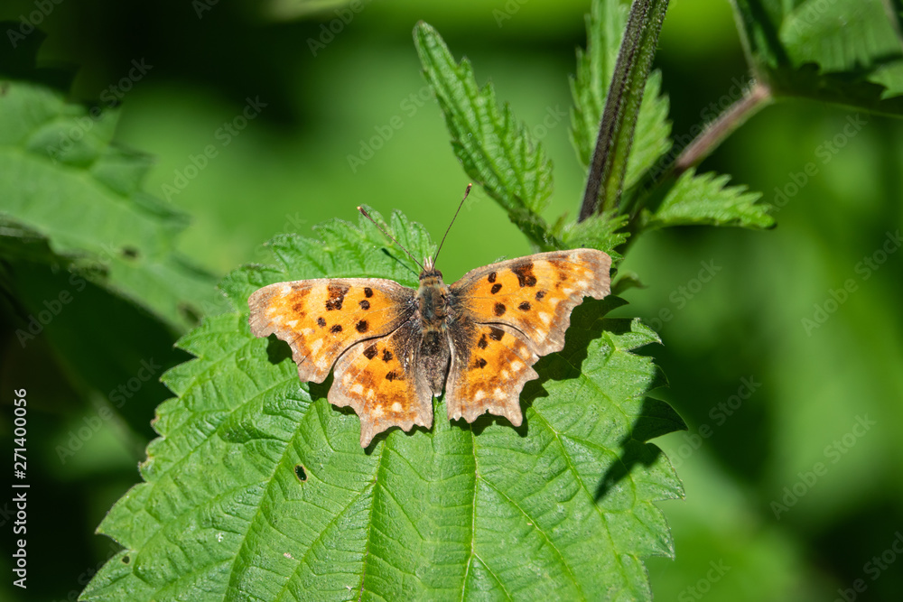 European Comma Butterfly on Leaf in Springtime European Comma Butterfly on Leaf in Springtime