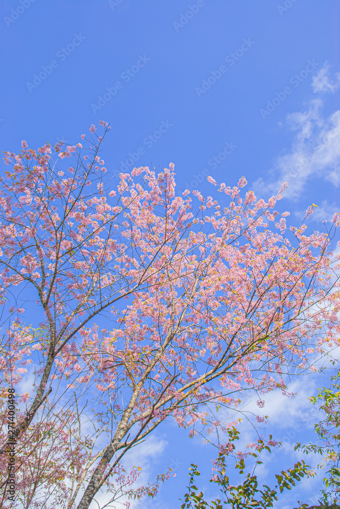 Tiger King is similar to Sakura. Often have high mountains in the north of Thailand In the spring