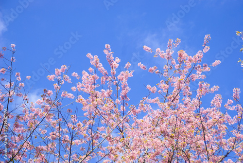 Tiger King is similar to Sakura. Often have high mountains in the north of Thailand In the spring