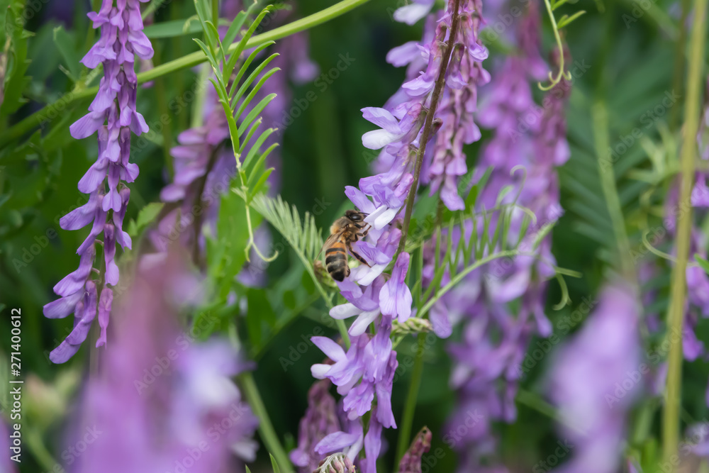 Honeybee on Tufted Vetch Flowers in Springtime Honeybee on Tufted Vetch Flowers in Springtime