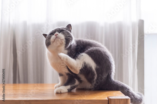 Cute british shorthair, indoor shot photo