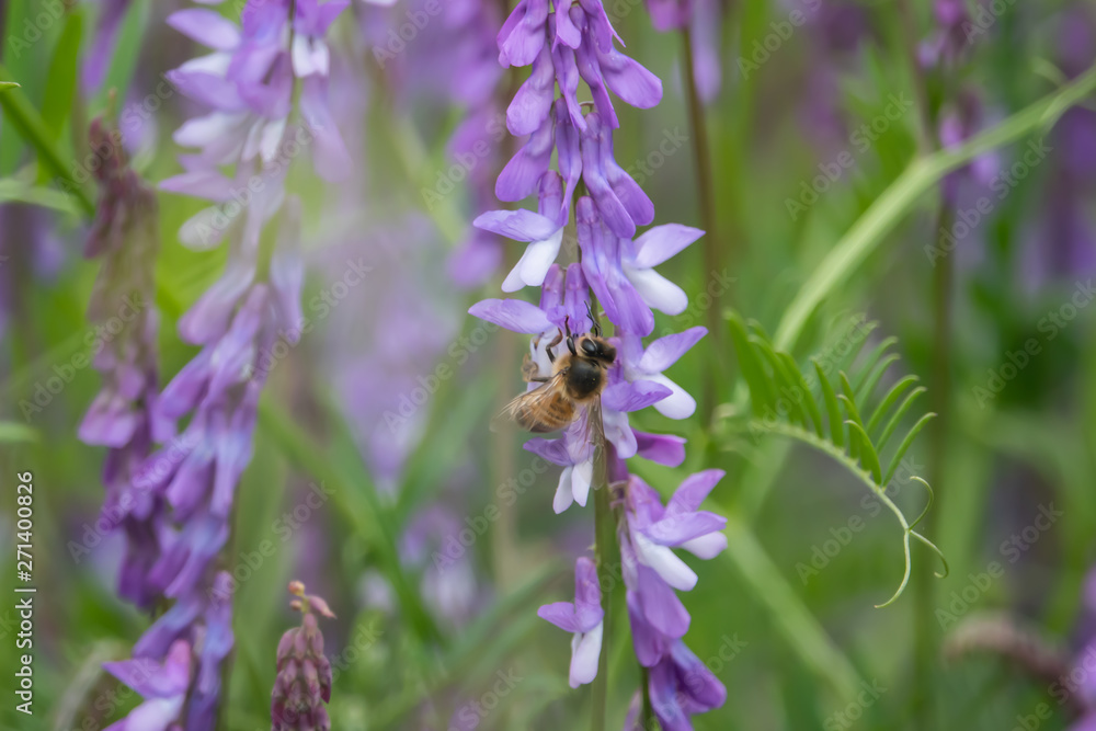 Honeybee on Tufted Vetch Flowers in Springtime Honeybee on Tufted Vetch Flowers in Springtime