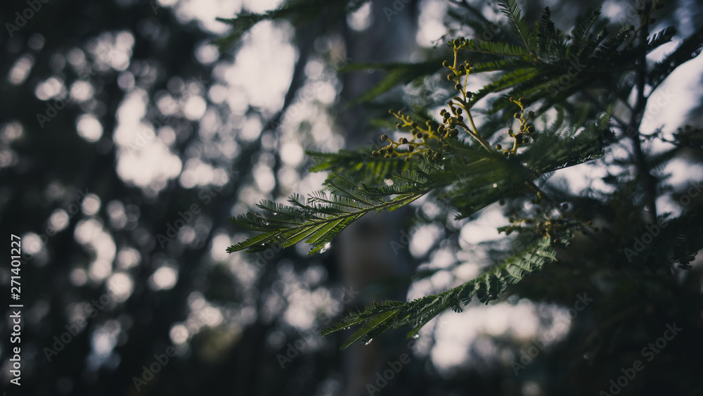 leaves of a tree