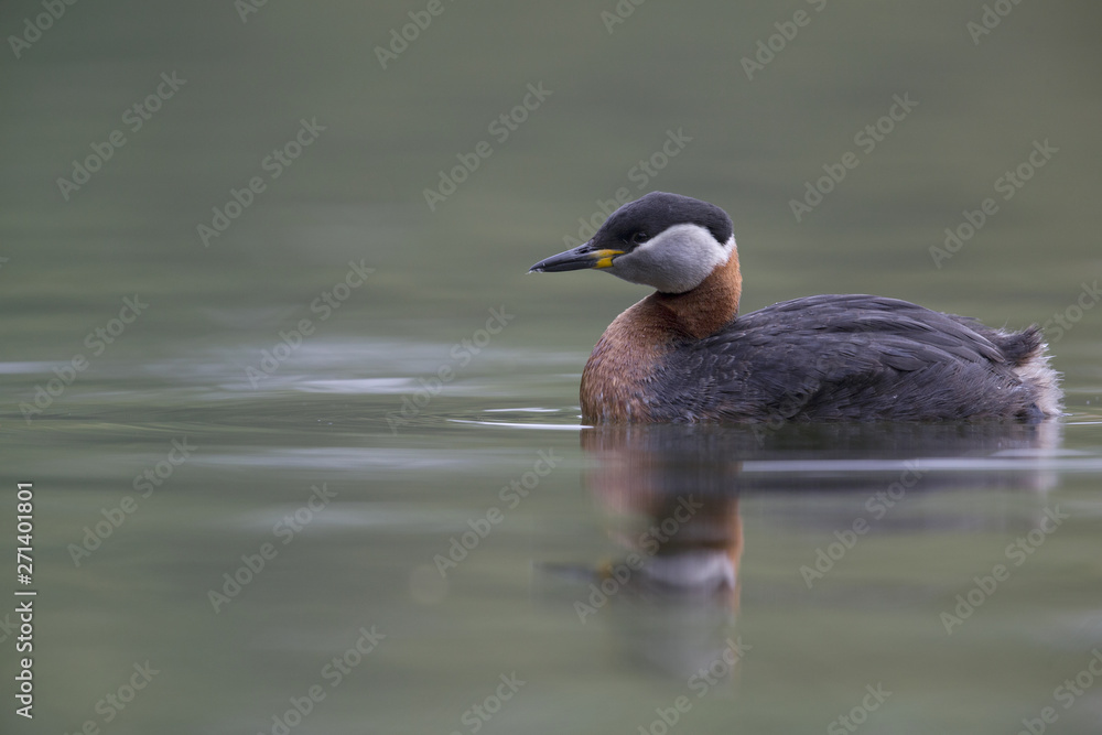 A adult red-necked grebe (Podiceps grisegena) swimming and foraging in a city pond in the capital city of Berlin Germany. A adult red-necked grebe (Podiceps grisegena) swimming and foraging in a city pond in the capital city of Berlin Germany.