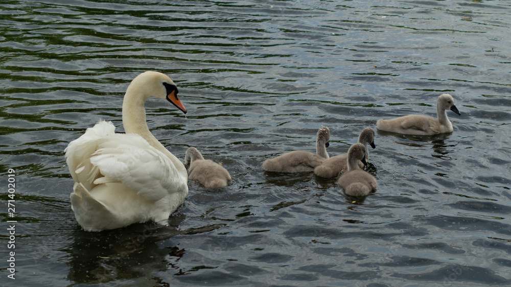 Close up of Adult Swan with cygnets Close up of Adult Swan with cygnets