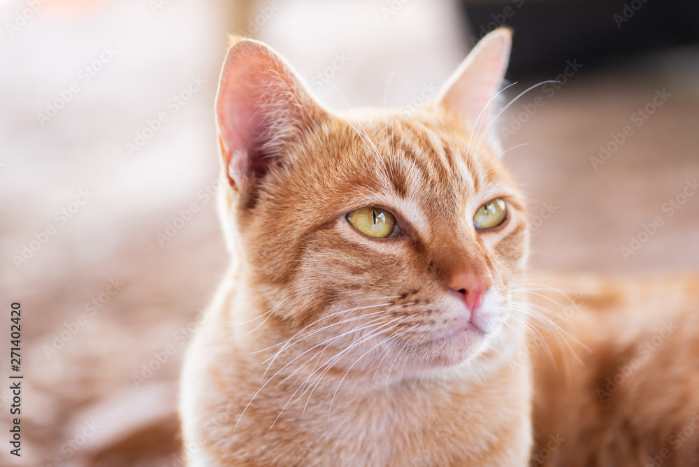 Portrait of ginger cat looking something, cute pets