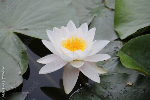 water lily in pond