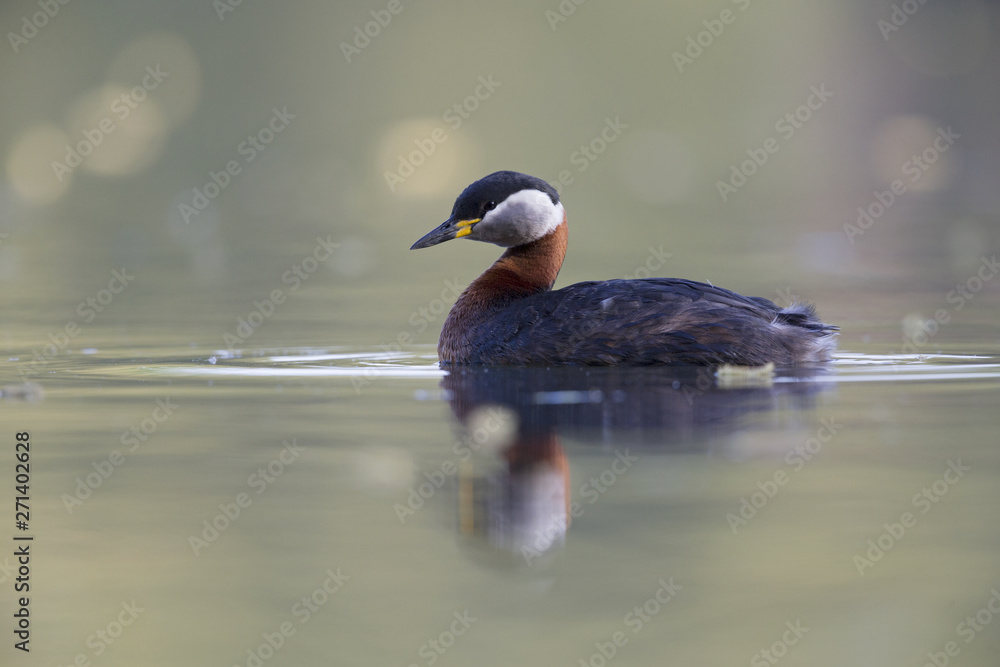 Fototapeta premium A adult red-necked grebe (Podiceps grisegena) swimming and foraging in a city pond in the capital city of Berlin Germany.
