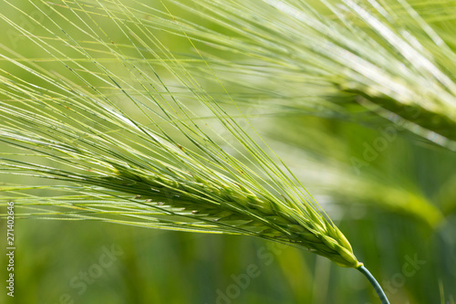 Detail of the green Barley Spike