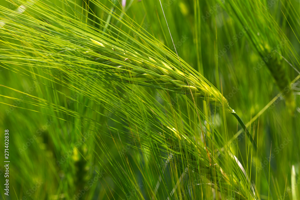 Detail of the green Barley Spike Detail of the green Barley Spike