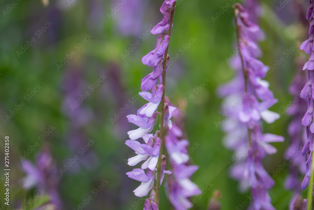 Obraz premium Tufted Vetch Flowers in Bloom in Springtime