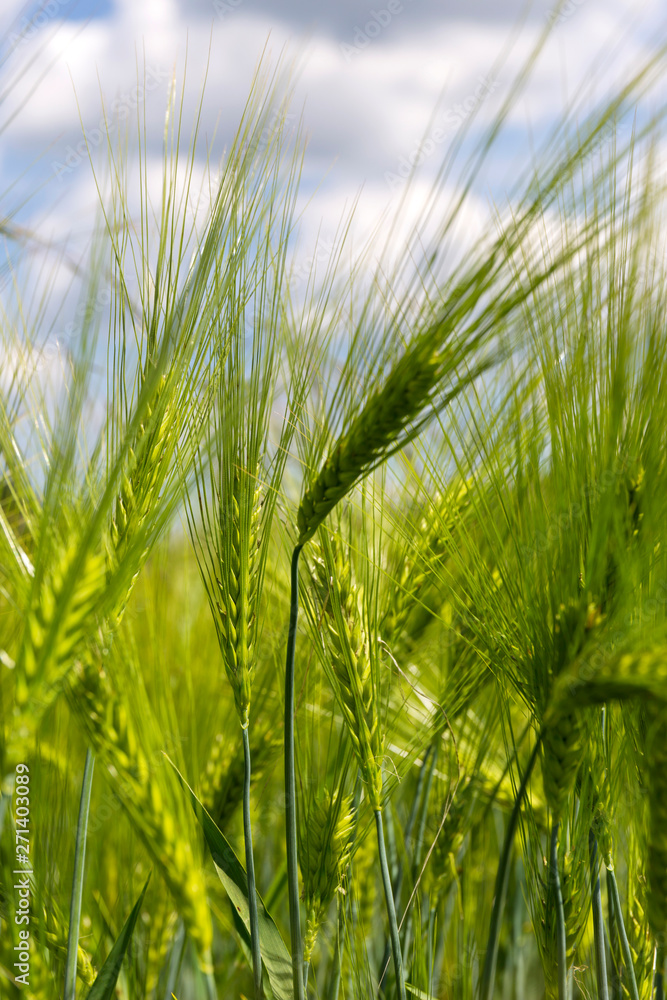 Fototapeta premium Detail of the green Barley Spike