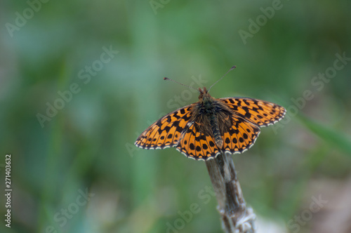 High Brown Fritillary (Argynnis adippe) butterfly resting on a stick