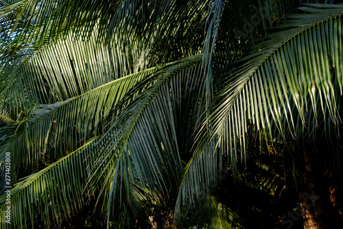 coconut leaf of tree in garden