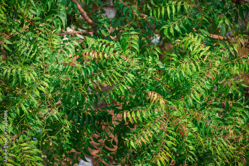 Azadirachta indica Leaves 1