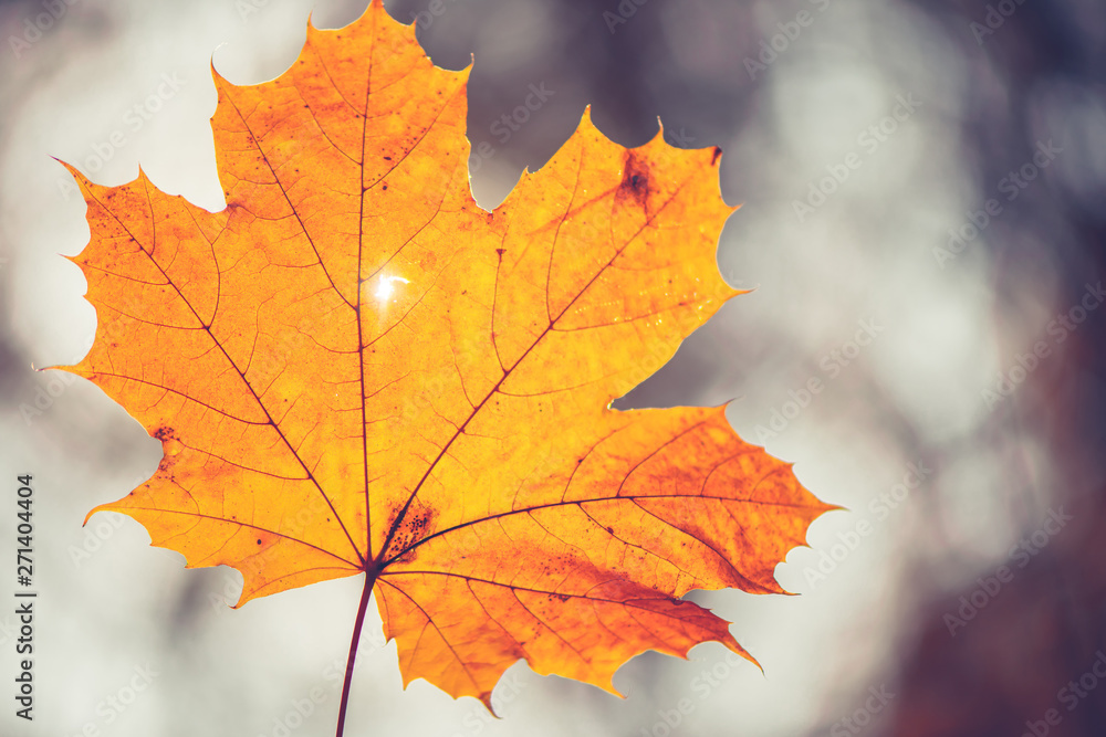 Closeup of one maple leaf in the sunlight of autumn forest. Indian summer season. Instagram style Closeup of one maple leaf in the sunlight of autumn forest. Indian summer season. Instagram style