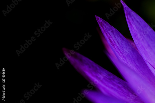 closeup petal of purple lotus