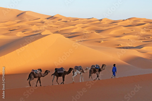 Camel caravan going through the sand dunes in the Sahara Desert  Morocco