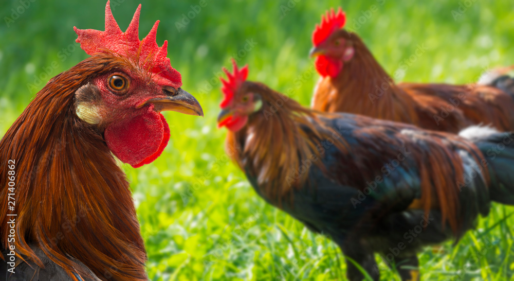 Fototapeta premium roosters in the garden on a farm - free breeding