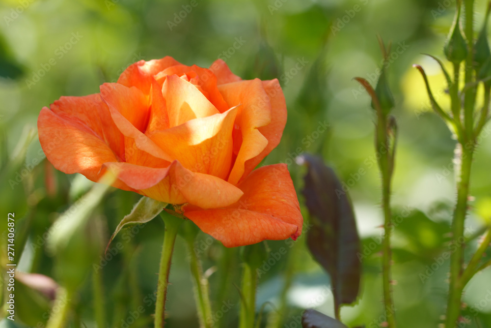 orangerose flower blooming in roses garden on background red roses flowers. orangerose flower blooming in roses garden on background red roses flowers.