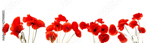 Fototapeta Naklejka Na Ścianę i Meble -  Red Poppy flower on white background