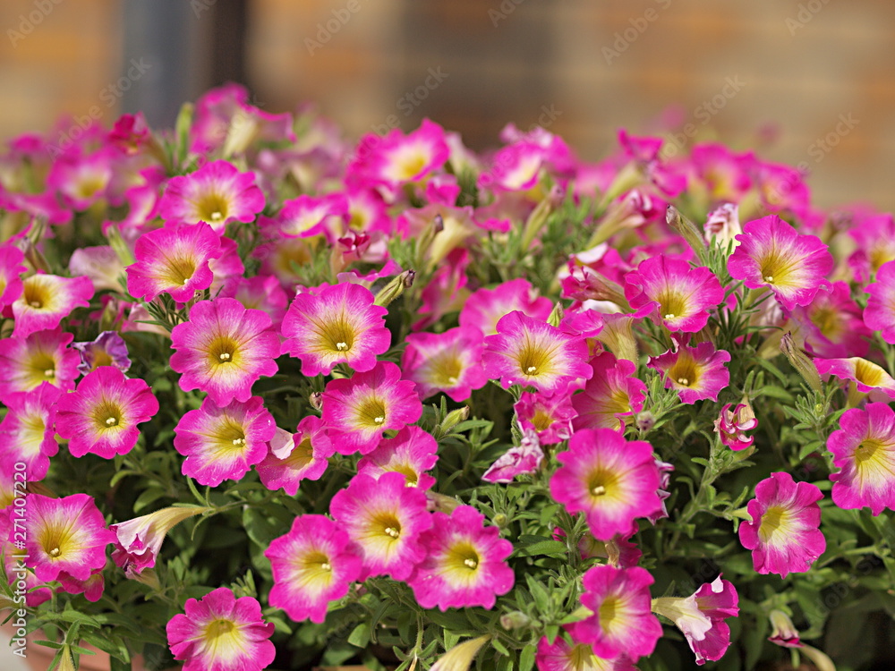 Fototapeta premium ペチュニアの花