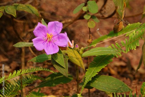 Close up of wild flower in hillside. Melastoma malabathricum flower