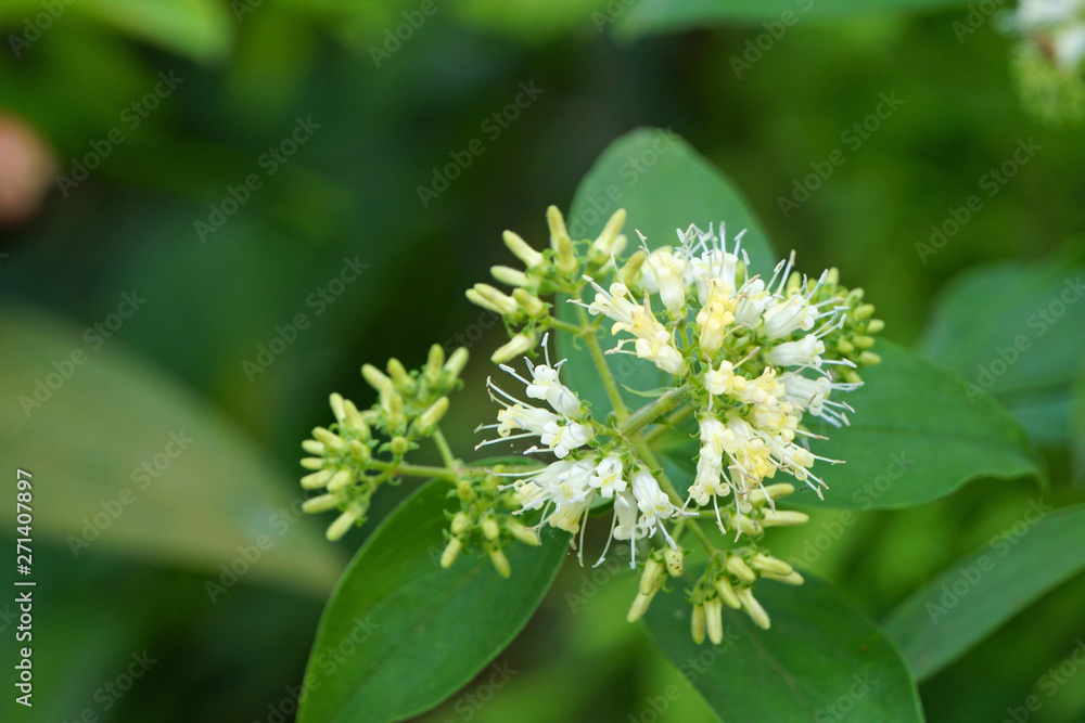 Hedyotis capitellata flowers bloom in summer morning Hedyotis capitellata flowers bloom in summer morning