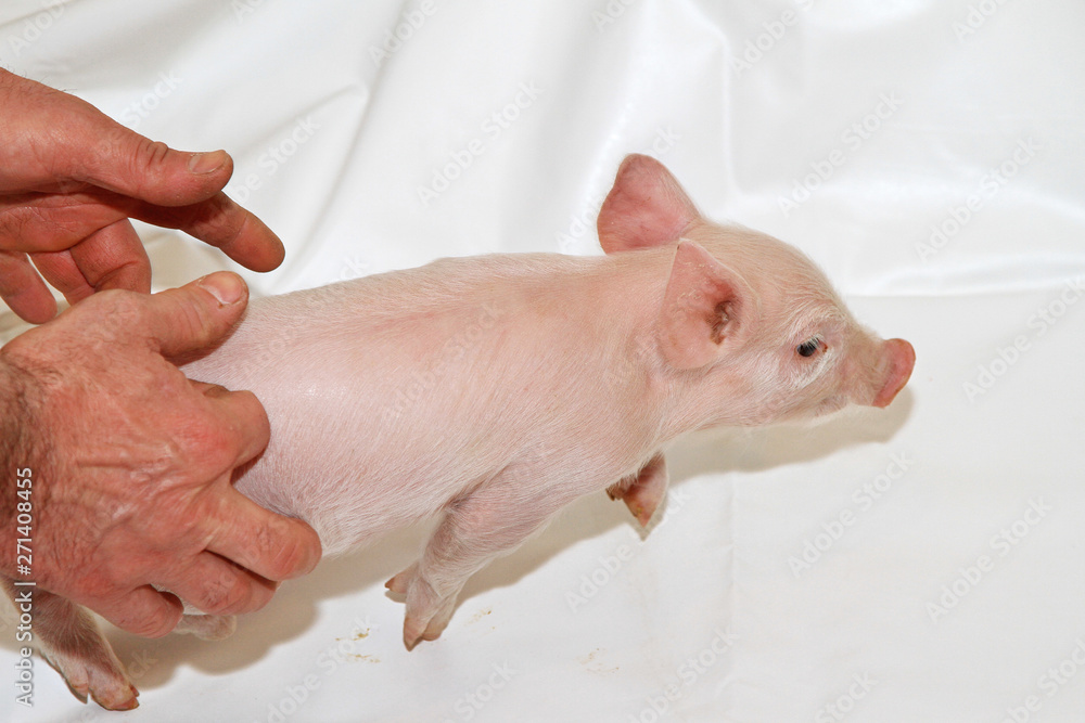 Catch Piglet Catch Piglet