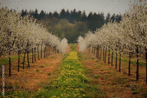 appletrees on the field photo