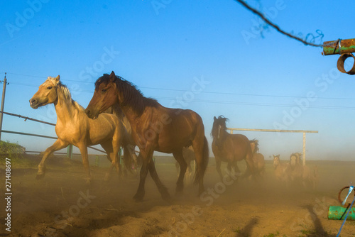 A herd of horses running on a farm in the dust.