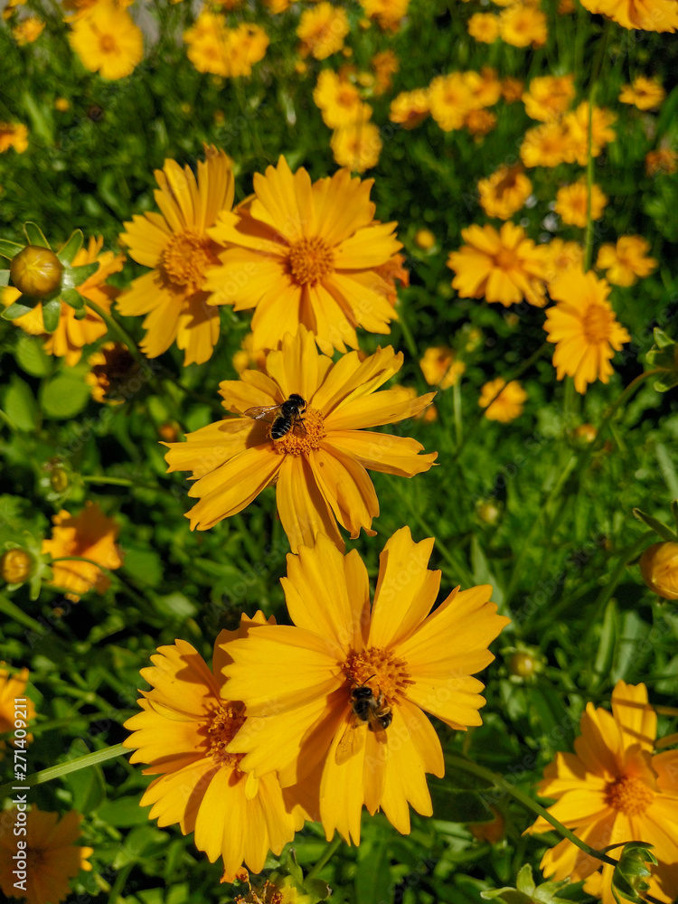 yellow flowers in garden yellow flowers in garden